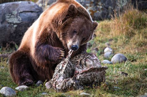 What Do Grizzly Bears Eat? | Outdoor Life