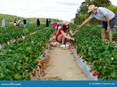 Strawberry Farm, Baguio, Philippines Editorial Image | CartoonDealer ...