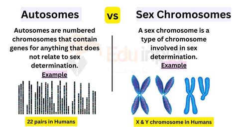 Difference Between Autosomes and Sex Chromosomes