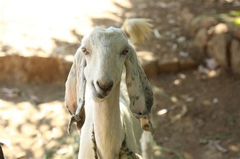 Video Of Goat With Human-Like Face From Madhya Pradesh Goes Viral