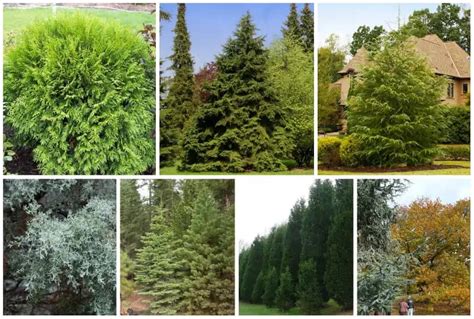 11 Evergreen Trees to Grow in Tennessee for Privacy All Year