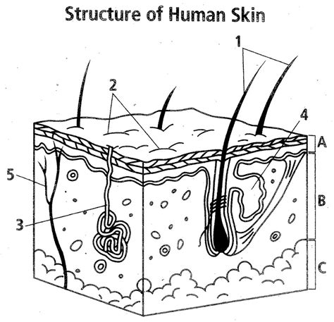 Structure of Human Skin Diagram | Quizlet