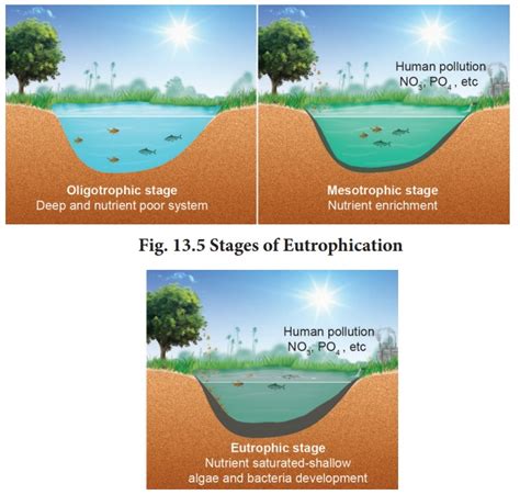 Eutrophication - Environmental Issues