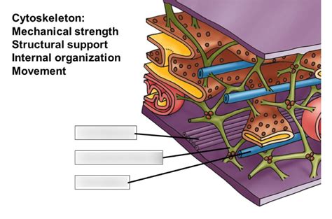 Lecture Two: Cytoskeleton Diagram | Quizlet