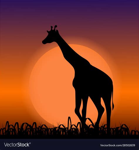 Giraffe on sunset background black silhouette Vector Image