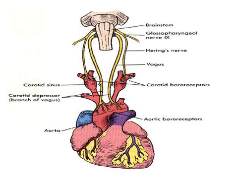 Baroreceptor Reflex Diagram