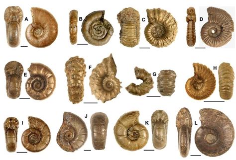 Ammonites caractéristiques des unités U1, U2 et U3 (Aptien ...