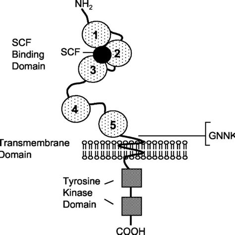 Schematic outline of the architecture of c-Kit. The extracellular part ...