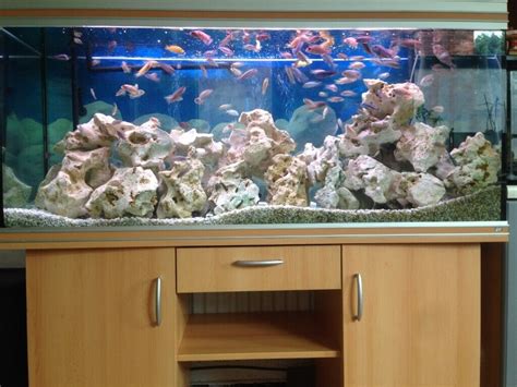 African Cichlid Tank Setup