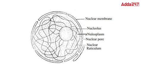 What is Nucleus- Nucleus Diagram, Function for Class 9