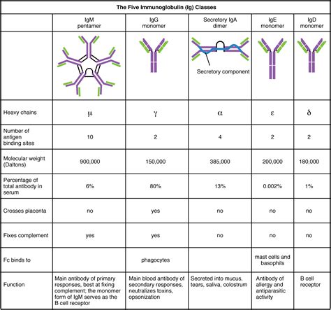 Definition Of Antibodies And Antigens at Anna Peebles blog