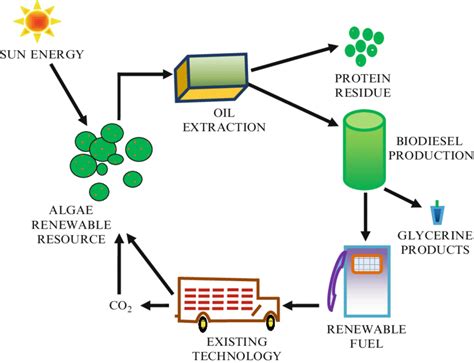 Cyclic representation of biofuel production from algae. | Download Scientific Diagram