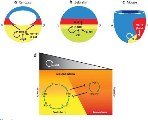 Figure 1 from Vertebrate endoderm development and organ formation ...