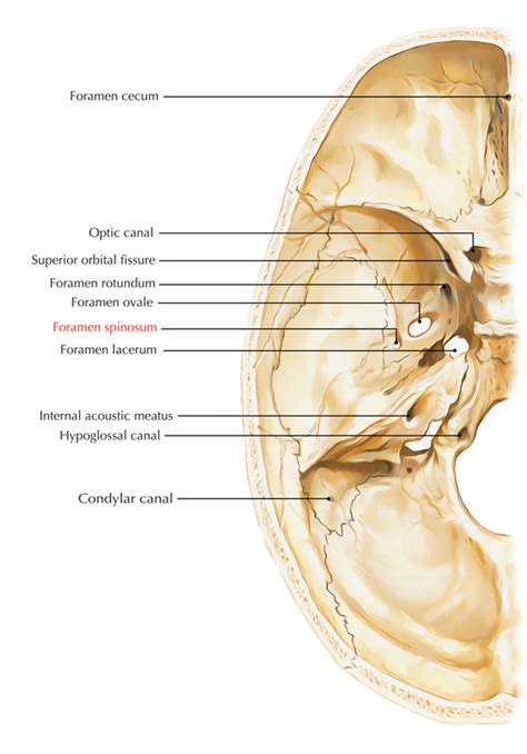 Foramen Spinosum – Earth's Lab