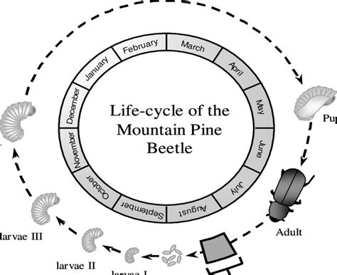 Bark Beetle Life Cycle