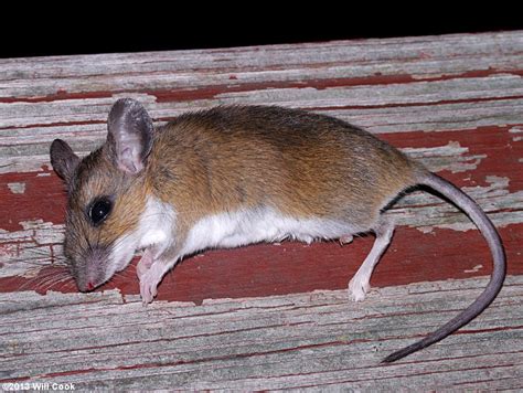 White-footed Mouse (Peromyscus leucopus)