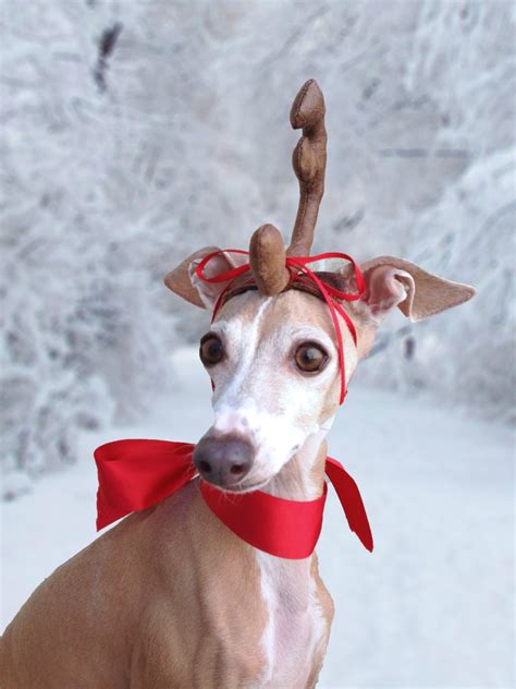 Max the Grinch Dog head antler for Christmas pets dog or by Olipra – Grinch Dog Antler ...