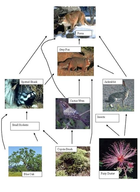 Plants and Animals - Temperate Shrubland/Chaparral