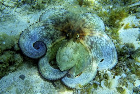 Octopus-Inspired Camouflage Sheet Developed By US, Chinese Research Team - Redorbit