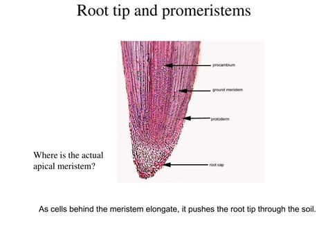 Root Apical Meristem Diagram