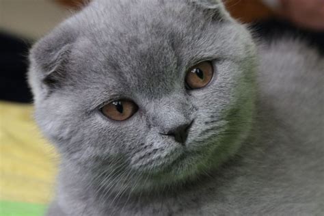 Scottish Fold Colors - 20 Common and Rare Varieties (With Pictures ...