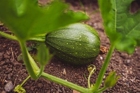 Pumpkin growth stages - Seed to Harvest | Garden Tips 360