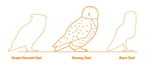 Snowy Owl (Bubo scandiacus) Dimensions & Drawings | Dimensions.com