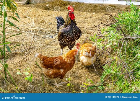 Chicken Breeds for the Small Farm Stock Photo - Image of farm, brown: 243149272