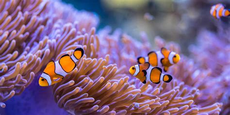 Fun Facts Clownfish And Sea Anemone - Unique Fish Photo