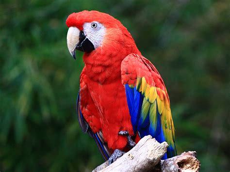 Scarlet Macaw – ExoticBirdBreeder.com