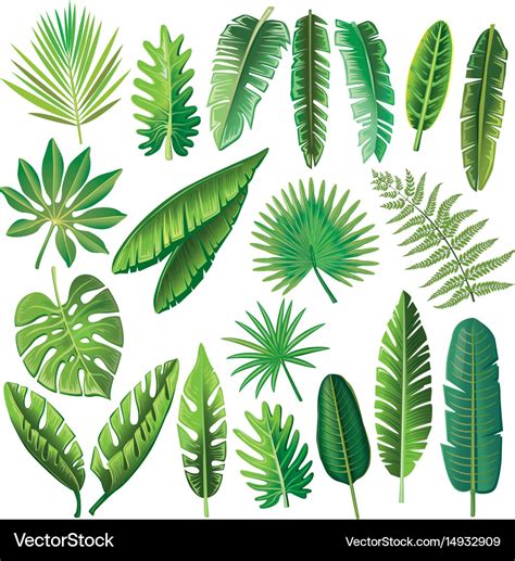 Tropical leaves Royalty Free Vector Image - VectorStock