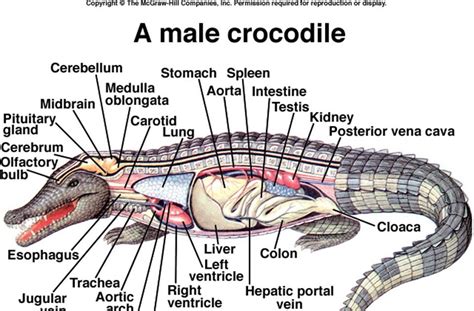 Saltwater Crocodile Anatomy