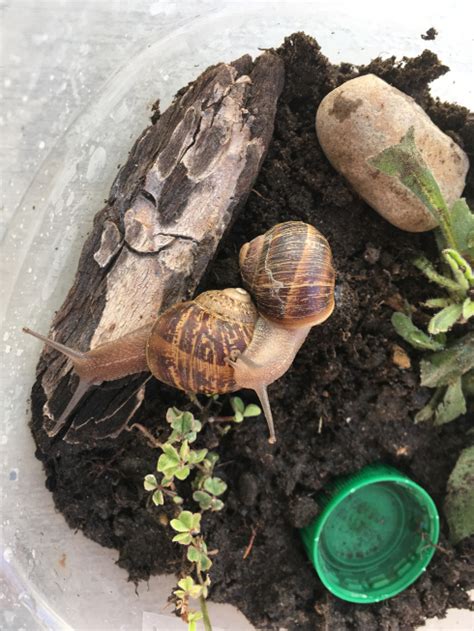 Imaginative Homeschool: Snails