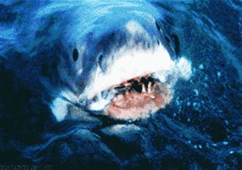 Shark Attack GIF - Shark Attack - Discover & Share GIFs