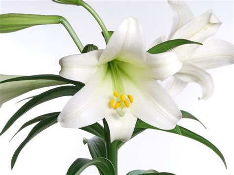 How To Care For Easter Lily Indoors | Gardening Know How