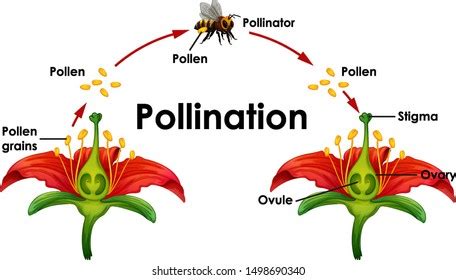 Diagram Showing Pollination Flower Bee Illustration Stock Vector (Royalty Free) 1498690340 ...