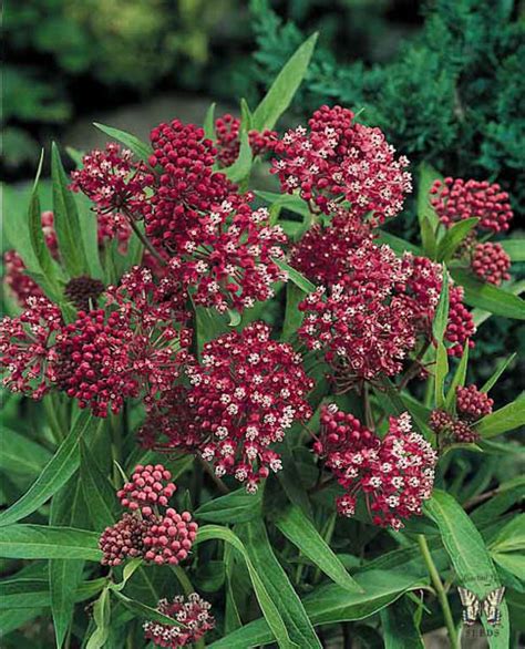 Butterfly Weed Seeds - Asclepias Perennial Flower Seeds