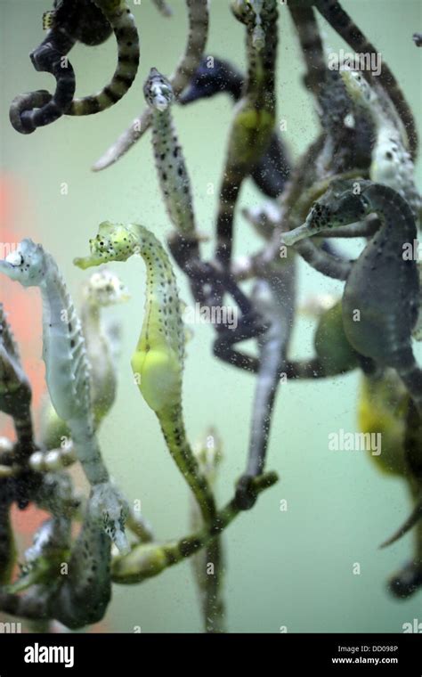 Seahorse Breeding Tank at Seahorse World in Tasmania Stock Photo - Alamy