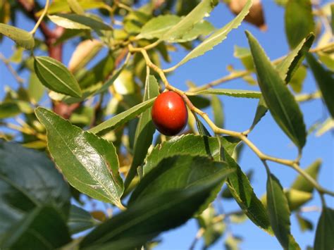 Jujube Tree Care - How To Grow A Jujube Tree