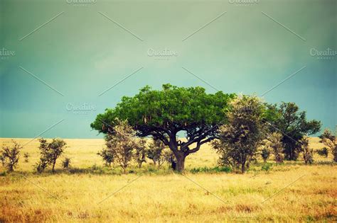 Savanna landscape in Africa ~ Nature Photos ~ Creative Market