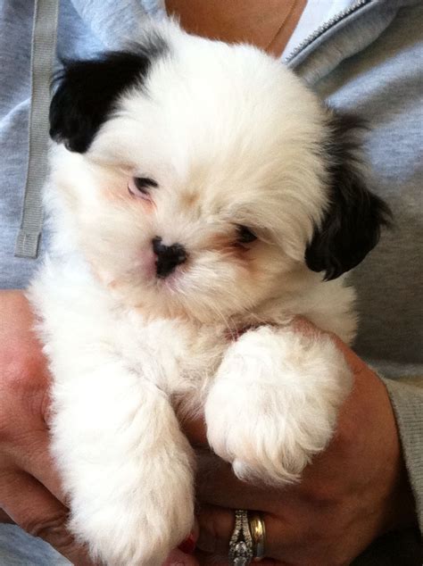 Adorable Shih tzu puppy - 7 weeks old! | Cute animals, Cute baby animals, Shih tzu puppy