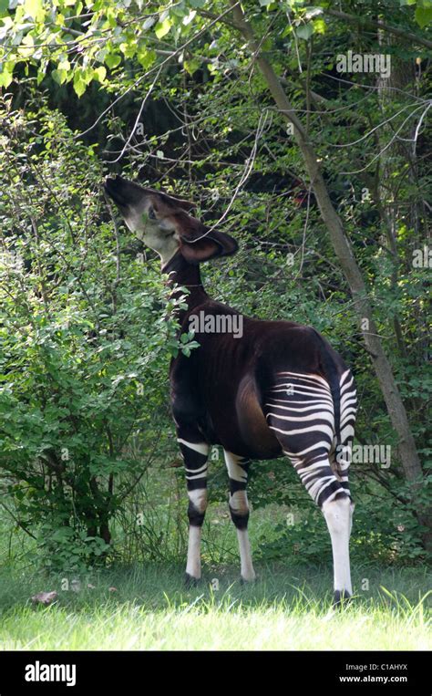 Okapi okapia johnstoni columbus zoo hi-res stock photography and images - Alamy