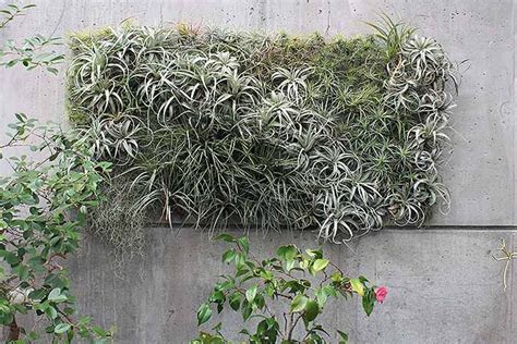 Grow Indoor Air Plants for Living Wall Art | Gardener's Path | Air plants, Plants, Living wall art