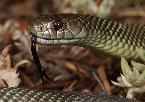 Australian Snakes Identification