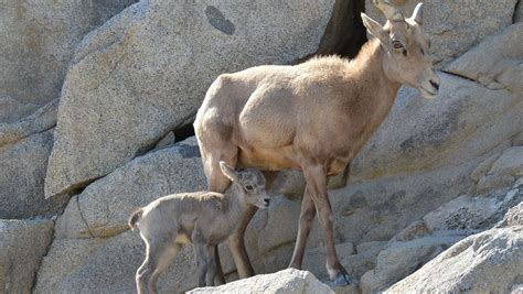 Bighorn lamb born at Living Desert