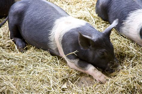 Hampshire Pig for Meat and Breeding - Countryside