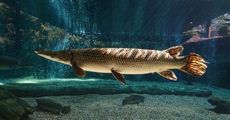 Alligator Gar - A-Z Animals