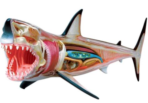 Buy 4D Vision Great White Shark Anatomy Model Online at desertcartUAE