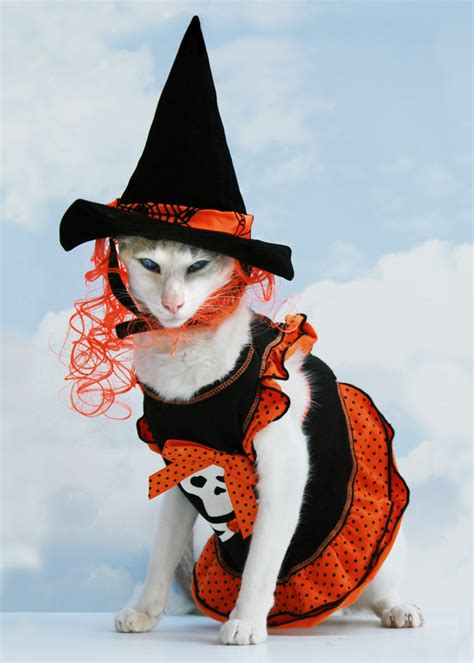 Cooinda Cat Resort - Kitty Kapers: Happy Halloween, Cat Lovers!