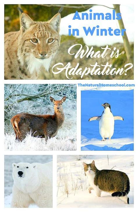 Animals in Winter: What is Adaptation? - The Natural Homeschool